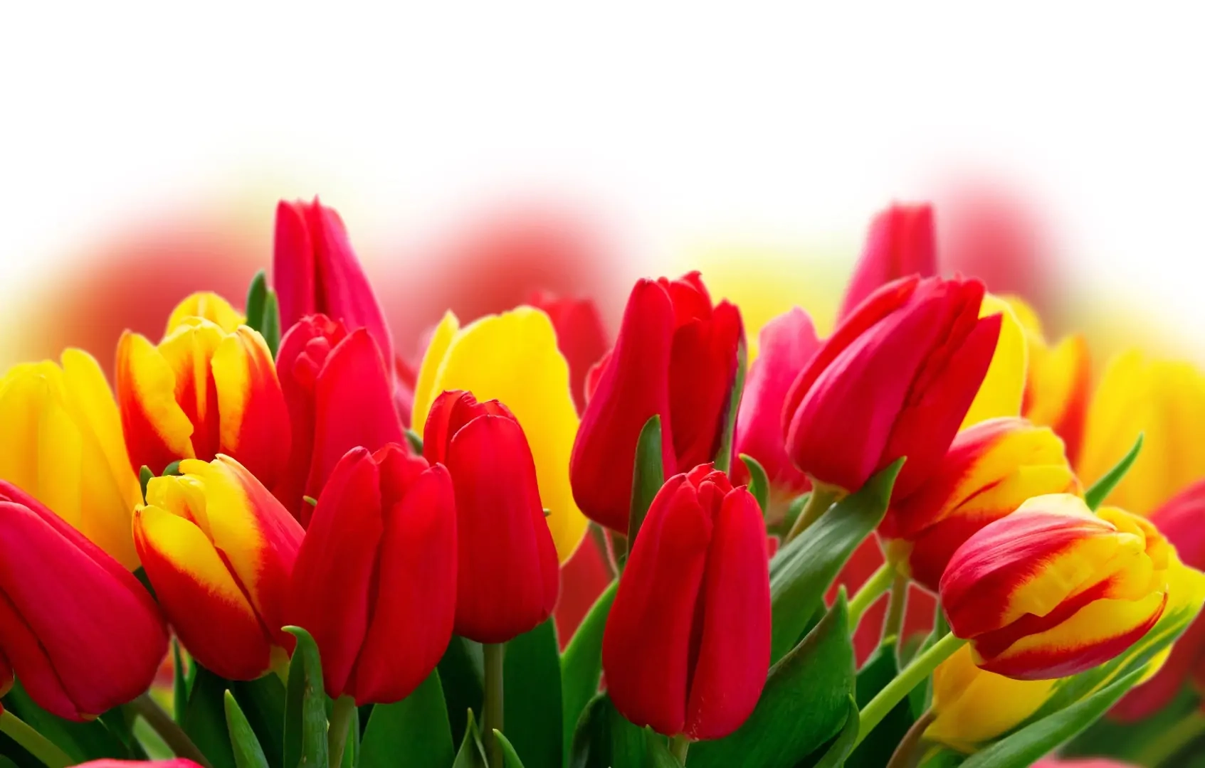 Une petite boutique pleine de charme un large choix de fleurs coupées